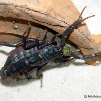 Parabuthus transvaalicus (Scorpion)