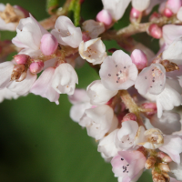 persicaria_campanulata3md