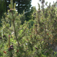 Pinus mugo (Pin nain, pin mugo)