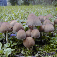 psathyrella_pygmaea2md