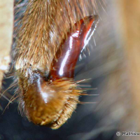 theraphosa_apophysis2ml (Theraphosa apophysis)