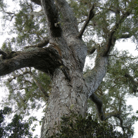 acacia_heterophylla6md (Acacia heterophylla)