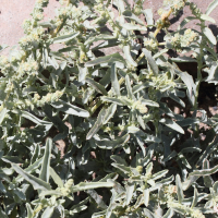 atriplex_semilunaris2md