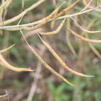 Brassica_napus (Brassica napus)