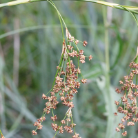 cladium_mariscus2md (Cladium mariscus)