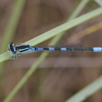 coenagrion_scitulum2bd (Coenagrion scitulum)