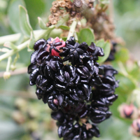 coriaria_myrtifolia4md