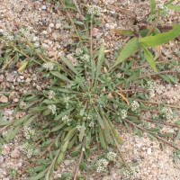 Corrigiola_litoralis ssp telephiifolia