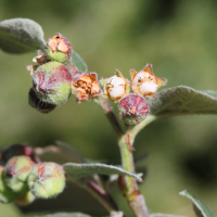 cotoneaster_delphinensis2md (Cotoneaster delphinensis)