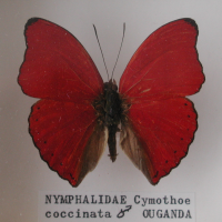 Cymothoe coccinata (Cymothoe)