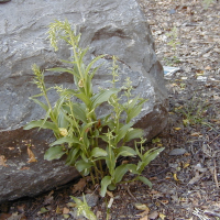 epipactis_helleborine2md (Epipactis helleborine)