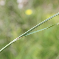 eriophorum_angustifolium6md (Eriophorum angustifolium)