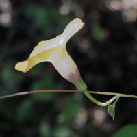 ipomoea_obscura6md
