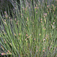 juncus_bulbosus4md