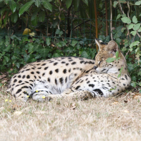 leptailurus_serval3md