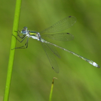 lestes_dryas2md