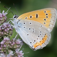 lycaena_dispar3bd