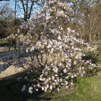 Magnolia stellata (Magnolia étoilé)