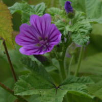 malva_sylvestris2bd