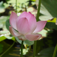 Nelumbo nucifera (Lotus sacré, Lotus des Indes)
