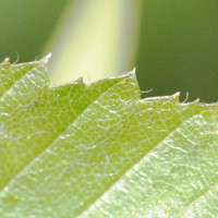 ostrya_carpinifolia4md