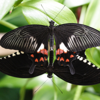 papilio_polytes2md