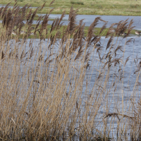 phragmites_australis5md