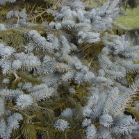 Picea pungens (Epicéa bleu)