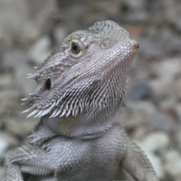 Pogona_vitticeps