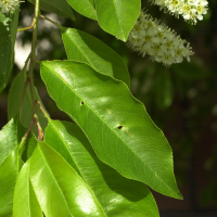 prunus_virginiana4md