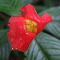 Psychotria_poeppigiana