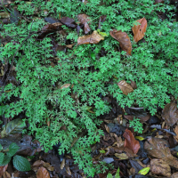 Selaginella eurynota (Sélaginelle)