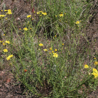 Senecio inaequidens (Séneçon sud-africain)