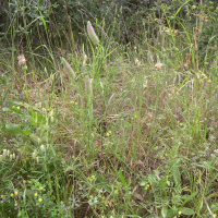 Trifolium angustifolium (Trèfle à feuilles étroites)