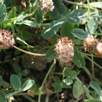 trifolium_fragiferum2md (Trifolium fragiferum)