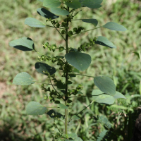 Acalypha indica (Ricinelle des Indes, Oreille de chatte)