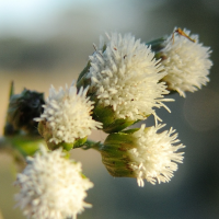 ageratina_riparia5md (Ageratina riparia)