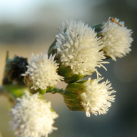 ageratina_riparia5md