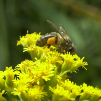 apis_mellifera3md (Apis mellifera)