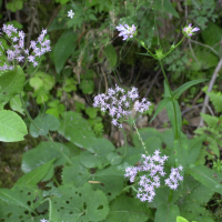 Adenostyles alpina ssp. alpina (Adénostyle des Alpes)