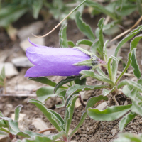 campanula_alpestris2md (Campanula alpestris)
