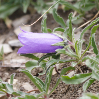 campanula_alpestris2md