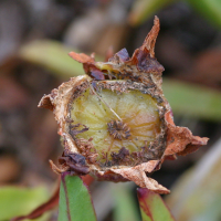 Carpobrotus_edulis (Carpobrotus edulis)