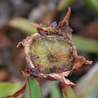 Carpobrotus_edulis