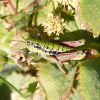 epipodisma_pedemontana1md (Epipodisma pedemontana)