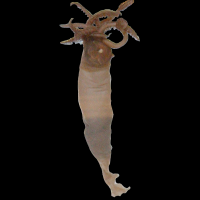 Galiteuthis sp. (Calamar cacatoès)