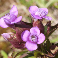 gentianella_campestris3md
