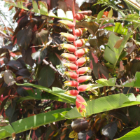 Heliconia rostrata (Héliconia rostré, Bec de perroquet)