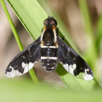 hemipenthes_maura2md (Hemipenthes maura)