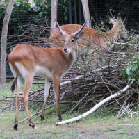 Kobus leche ssp. kafuensis (Lechwe de la Kafue)